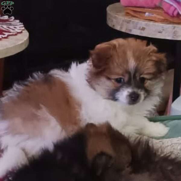 Sugar Plum- Toy, Pomeranian Puppy